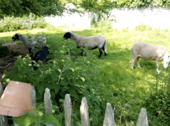 moutons